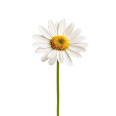 Daisy flower isolated on a Transparent background showcasing its delicate petals and vibrant center, Daisy isolated on PNG background