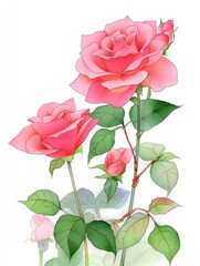 Fototapeta premium Pink Roses with Green Leaves on a White Background