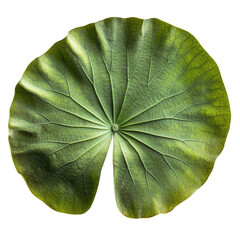 Large closeup of a vibrant vitoria regia lotus leaf showcasing intricate natural patterns and textures, Closeup shot large lotus leaf vitoria regia isolated on Transparent background