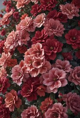 Dense cluster, velvety soft petals, rich color, summer, close-up, violet