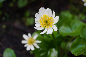 White flowering mountain marsh-marigolds bloom along a hiking trail, showcasing delicate petals and vibrant yellow centers