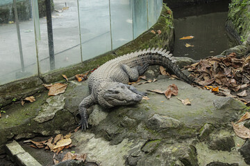 Resting Crocodile on Rock Surface Inside Zoo Enclosure