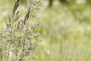 Close up view of green beige wild grasses growing in meadow at sunlight. Natural, warm, serene atmosphere. Natural beauty landscape, Minimal natural texture pattern of summer grass, blur background
