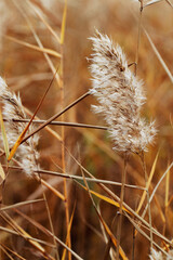 Fluffy lake grass as Natural textured pattern with contour light, organic design background, soft focus and beige golden soft color. Aesthetic nature scenery, minimal autumn seasonal ornament