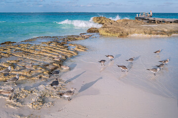 Sea gulls in the Caracol Beach, with its clear and turquoise waters. Cancun, Mexico, 2019