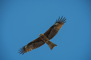 Kite Bird in Flight with Sky Background