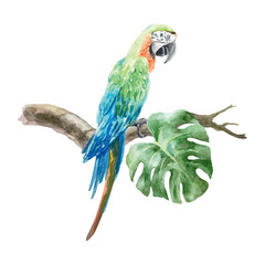 Macaw parrot sitting on a tropical branch, watercolor. Hand drawn vector illustration. For postcards, invitations, summer big banners, posters, labels.