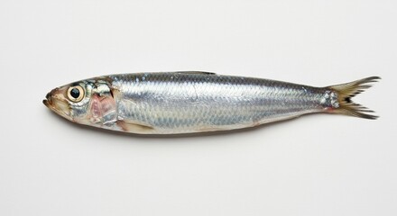 Fototapeta premium Photo of Single Fresh Sardine on White Background