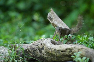 Wild squirrels forage in the wild in Thailand.
