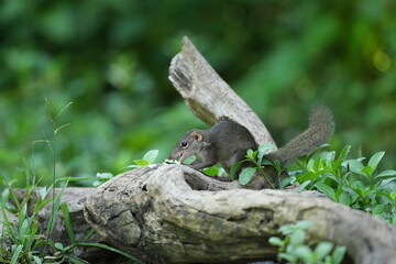 Wild squirrels forage in the wild in Thailand.