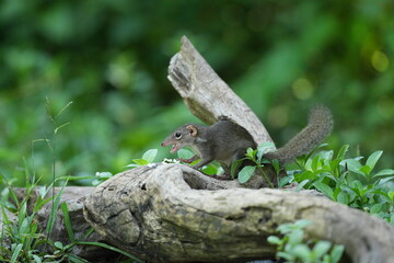 Obraz premium Wild squirrels forage in the wild in Thailand.