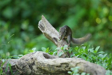 Wild squirrels forage in the wild in Thailand.