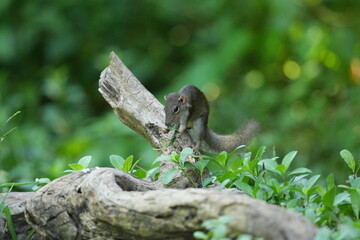 Wild squirrels forage in the wild in Thailand.