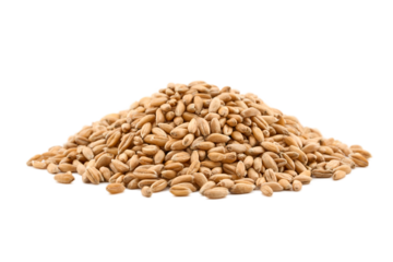 closeup pile of spelt whole grain cutout
