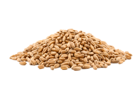 closeup pile of spelt whole grain cutout