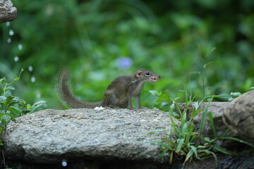 Wild squirrels forage in the wild in Thailand.