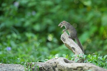 Wild squirrels forage in the wild in Thailand.