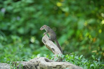 Wild squirrels forage in the wild in Thailand.