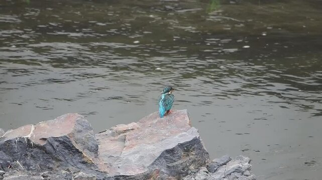【スローモーション】飛び去るカワセミ