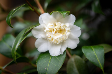white camellia
