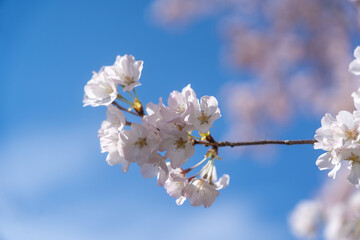 cherry blossom in spring