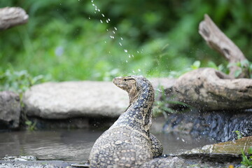 Monitor lizards feed in nature.