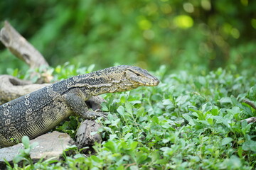 Monitor lizards feed in nature.
