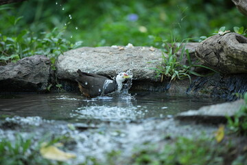 White-breasted waterfowl, foraging in nature