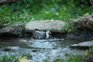 White-breasted waterfowl, foraging in nature