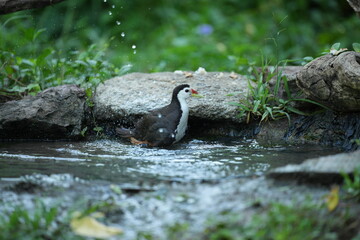 White-breasted waterfowl, foraging in nature
