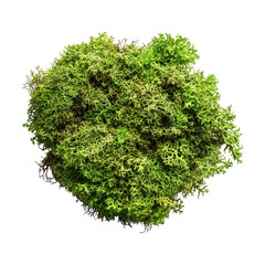 Obraz premium Green moss isolated on a white background showcasing texture and natural beauty in botanical studies, green moss is isolated on white background
