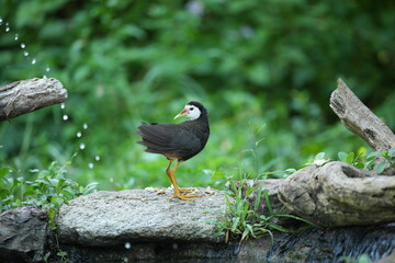 White-breasted waterfowl, foraging in nature