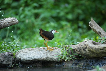 White-breasted waterfowl, foraging in nature