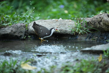White-breasted waterfowl, foraging in nature