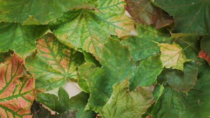 The Bright and Vibrant Green and Rich Brown Leaves are Beautifully Spread on the Ground