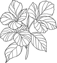 line art flower botanical illustration