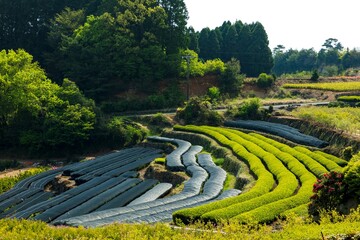 新茶の季節