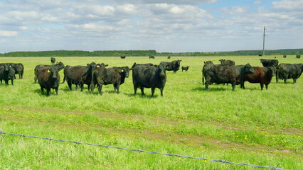 A Vast Expansive Pasture Featuring a Large Herd of Cattle Grazing in a Bright Green Field