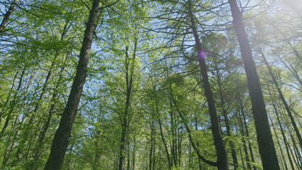 The Serene Forest Canopy where Sunlight Gently Filters Through the Vibrant Green Leaves