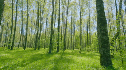 In a tranquil forest, the sunlight beautifully filters through the vibrant leafy canopy above