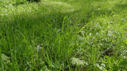 Discover lush green landscapes perfect for nature lovers, showcasing the beauty of the outdoors