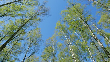 Gazing Upward at the Lush, Green Trees Set Against the Expansive, Beautiful Blue Sky