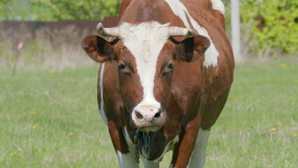 Obraz premium A Brown and White Cow peacefully grazing in a Beautiful Sunny Green Field under the bright sky