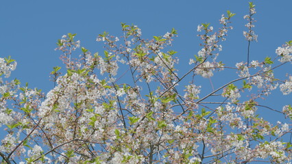 The Beautiful Blooming Cherry Blossoms Flourishing Against a Clear Blue Sky Above Us