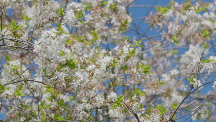 Cherry trees are blossoming beautifully against the backdrop of a bright, clear blue sky