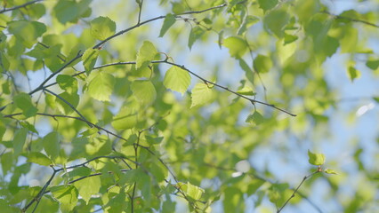 Vibrant and Lush Green Leaves Set Against a Beautiful and Clear Blue Sky Above Them