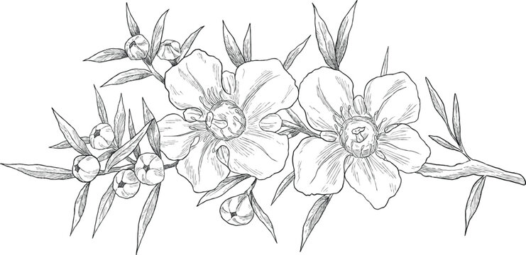 Manuka kanuka flower set botanical sketch illustration