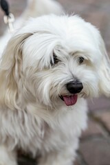 Fluffy White Dog on Cobblestone Path
