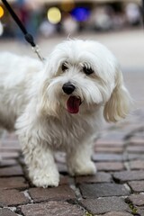 Fluffy White Dog on Cobblestone