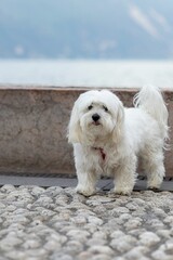 Fluffy white dog by the lake